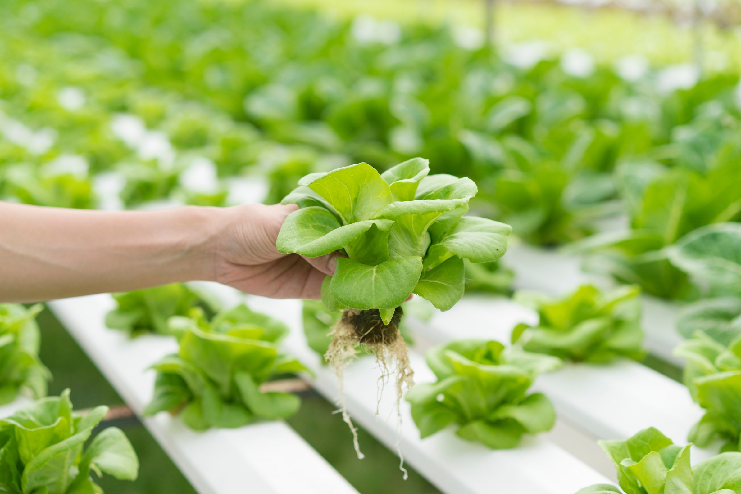 Close up hand holding hydroponics plant